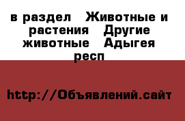  в раздел : Животные и растения » Другие животные . Адыгея респ.